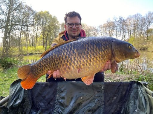 A great 22lb common from Pond 1 A great 22lb common from Pond 1