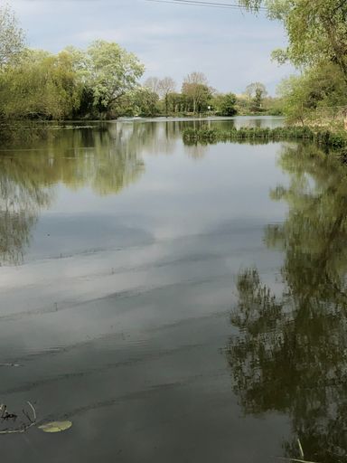 A view across Great Melton lake from peg 21